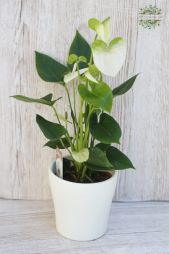 flower delivery Budapest - Anthurium in pot