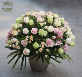 flower delivery Budapest - Pastel roses, bush roses in a ceramic pot, 85 strands, 1m