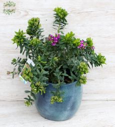 flower delivery Budapest - Polygala Myrtifolia in pot