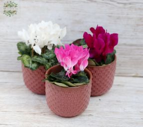 flower delivery Budapest - Mini cyclamen in pot (1 piece!) (16cm)