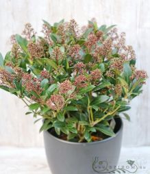 Virágküldés Budapest - nagyméretű dérbabér Skimmia japonica kaspóban (45cm)