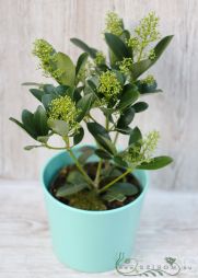 Virágküldés Budapest - fehér virágú dérbabér - Skimmia japonica (30cm) kaspóban