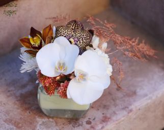 flower delivery Budapest - Elegant orchids in glass cube in theme color of the year Mocha Mousse