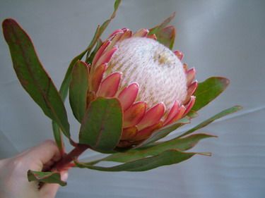 protea<br>selymes! :) 