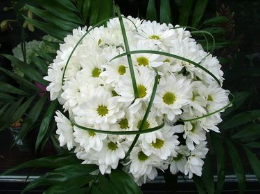 5 white daisies with beargrass