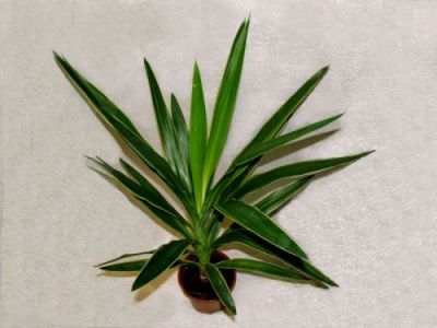 Yucca kaspóban <br>(Jukka)<br>(45cm) - szobanövény