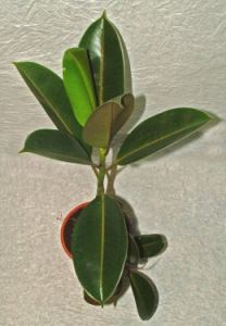 Ficus elastica<br>(szobafikusz)<br>(25cm) - szobanövény