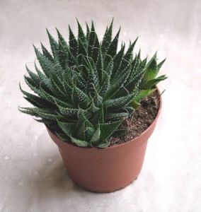 aloe kaspóval<br>(20cm) - szobanövény