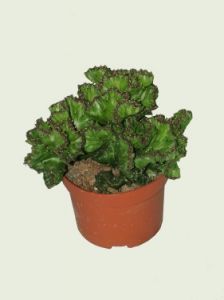 monstrosa kaktusz<br>(15cm) - szobanövény