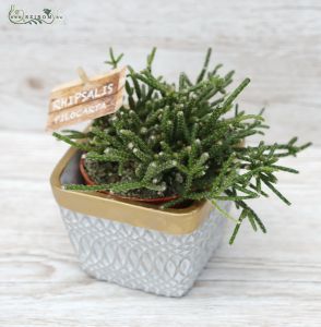 Rhipsalis in pot