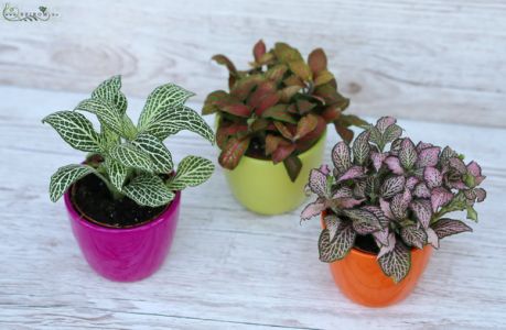 3 Fittonia in pot