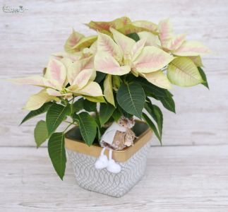 Pastell Poinsettia im Topf mit kleinem Mädchen