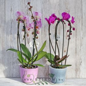 Single branch Phalaenopsis orchid with curved inflorescens in different color in pot 1pc