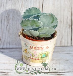 Cotyledon in pot