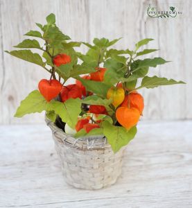 Physalis in pot