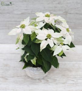 Euphorbia pulcherrima white in pot