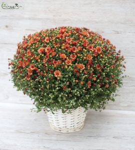 Big chrysanthemum with pot