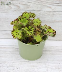 Mini begonia im Topf