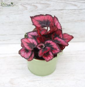 Mini begonia im topf