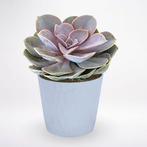 Echeveria Lilacina kaspóval  (beltéri)