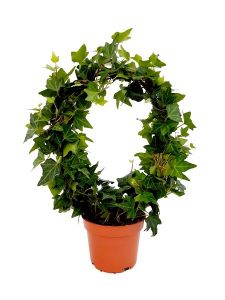 Runnung ivy on hoop, in pot (in or outdoors)