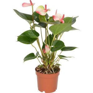 Anthurium kaspóval, fehéres rózsaszín