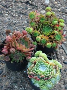 für draußen, Sempervivum in grossem Topf 1 Stück