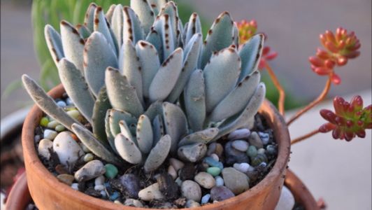 Kalanchoe Tomentosa kaspóval (nyuszifül)