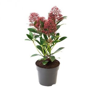 Skimmia kaspóval (kültéri)