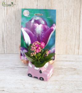 Small calanchoe in car shaped pot, with a bag of tulip bulbs