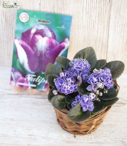 Fokföldi ibolya egy csomag tulipánhagymával