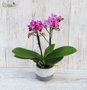 Sokvirágú mini orchidea kaspóval