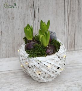 Hyacinth arrangement in basket with lights