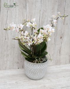 Rengeteg virágú phalaenopsis  orchidea kaspóban