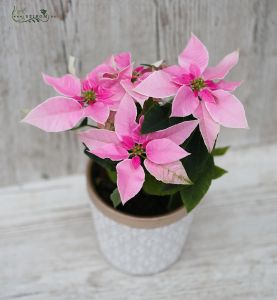 Pink Princessita Euphorbia in cheramic pot
