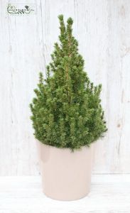 Picea Glauca 70cm im Topf