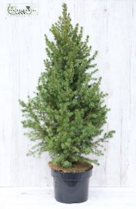 Picea Glauca 100cm