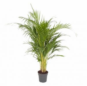 Areca lutescens (T:21cm, H:120)