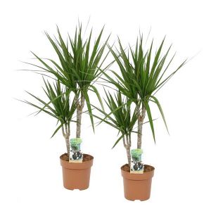 Dracaena marginata 2 törzsű (1db, sávos sárkányfa) (cs:19cm, m:120cm)