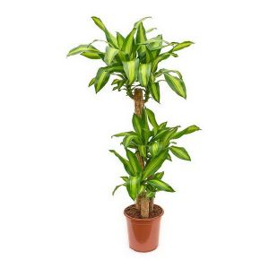 Dracaena fragrans Massangeana 3 strains (p:24cm, h:150-170cm)