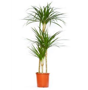 Dracaena marginata 3 strains (p:24cm, h:150cm)