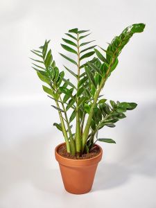 Zamioculcas zamiifolia (T:21cm, H:90cm)