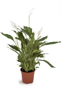 Spathiphyllum wallisii (p:24cm, h:130cm)