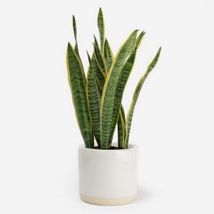 Sansevieria trifasciata (H:80cm)