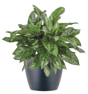 Aglaonema (rákvirág) (cs:27cm, m:75cm)