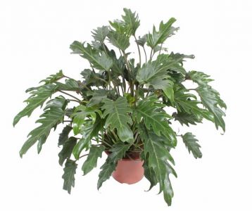 Philodendron xanadu (p:24cm, h:100cm)