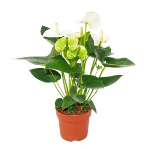 Anthurium andreanum (flamingóvirág) (cs:17cm, m:70cm)