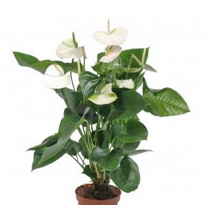 Anthurium andreanum (p:24cm, h:100cm)