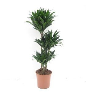 Dracaena deremensis Compacta (p:27cm, h:100cm)