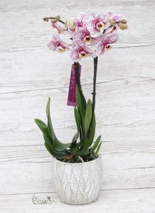 Orchid with purple dots with plant pot (indoors)